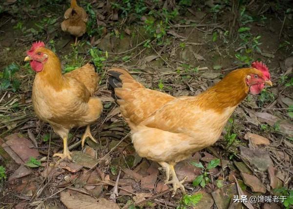 白切雞“骨中帶血”，吃了不拉肚子嗎？行話：斬開雞骨一線紅