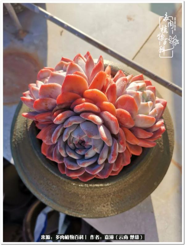 天南海北，一群熟悉又陌生的愛肉人