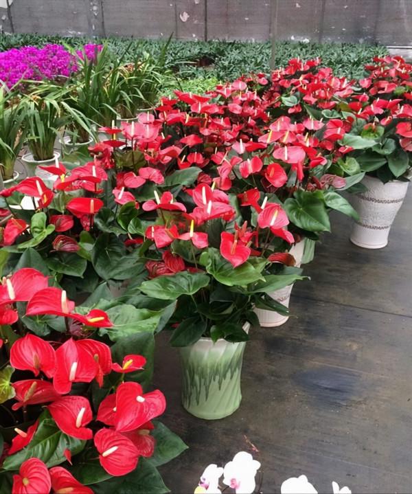 採光差,還想養花?7種“耐陰王”,隨便養一盆,一開四季花 採光差,還想養花?7種“耐陰王”,隨便養一盆,一開四季花