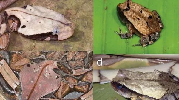 作為一隻蛤蟆,我已經很努力了 作為一隻蛤蟆,我已經很努力了