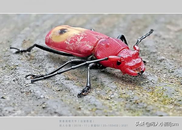 手機昆蟲攝影:天牛,拍攝技巧分享,你見過這幾種天牛嗎? 手機昆蟲攝影:天牛,拍攝技巧分享,你見過這幾種天牛嗎?