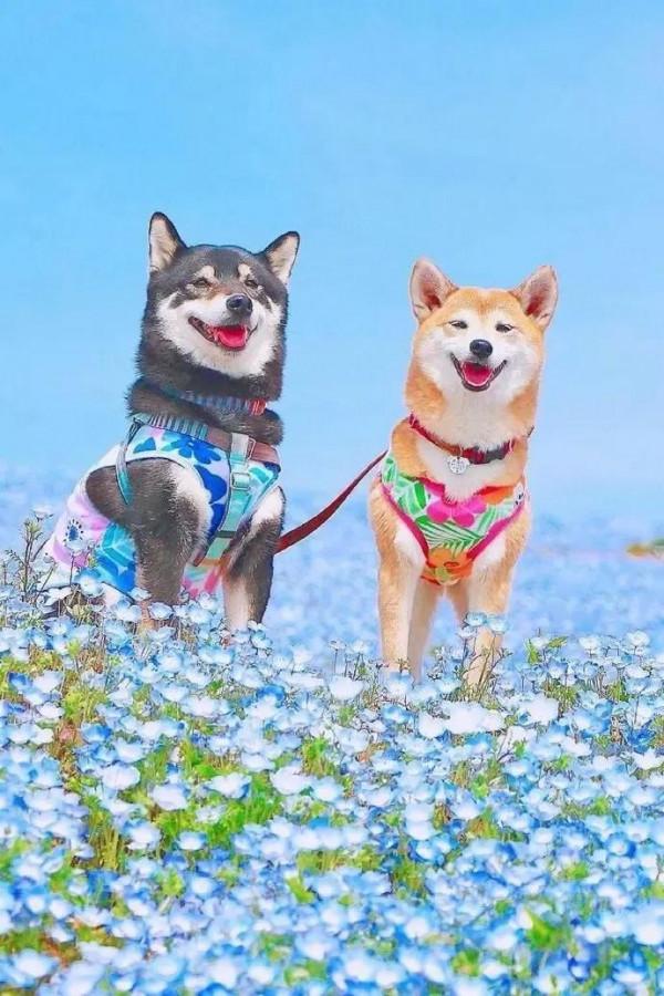 誰能拒絕這麼可愛的狗狗呢 誰能拒絕這麼可愛的狗狗呢