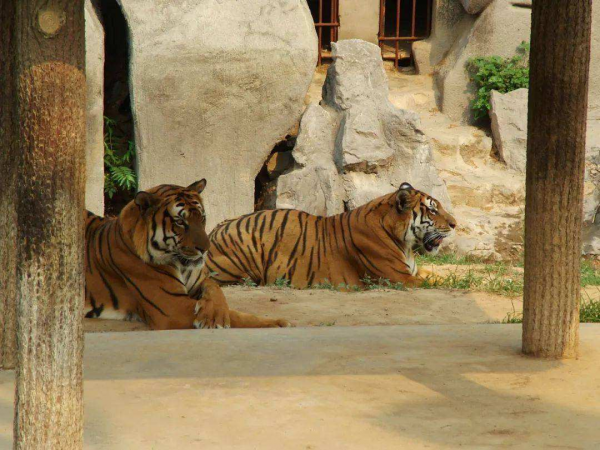 2003年，我國將2只華南虎送往非洲野化，為何至今也沒放歸野外？