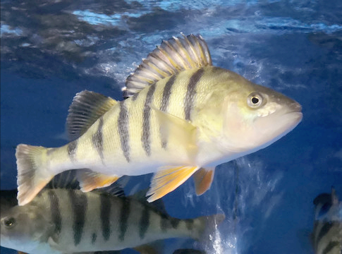 鱸魚分為四大類,海鱸魚與河鱸魚有何區別?看一遍就認識了 鱸魚分為四大類,海鱸魚與河鱸魚有何區別?看一遍就認識了