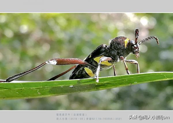 手機昆蟲攝影:天牛,拍攝技巧分享,你見過這幾種天牛嗎? 手機昆蟲攝影:天牛,拍攝技巧分享,你見過這幾種天牛嗎?
