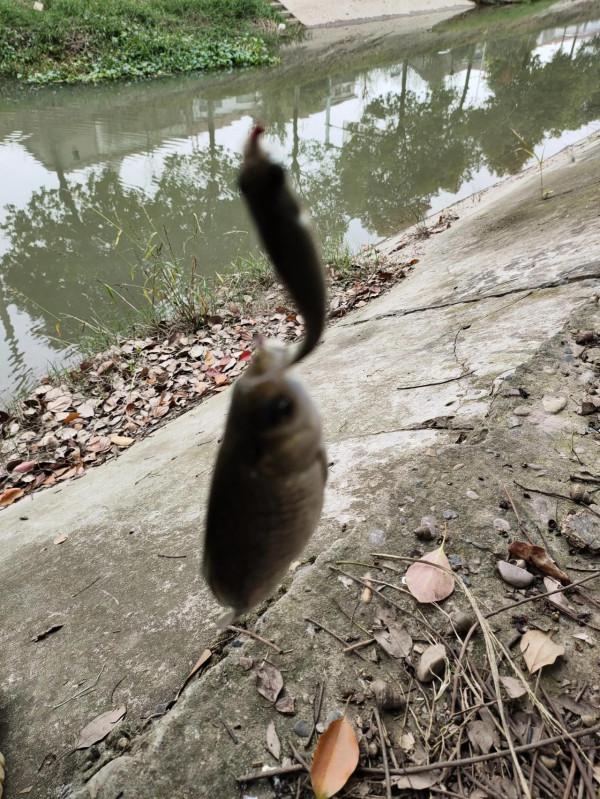 野釣日記(19) 野釣日記(19)