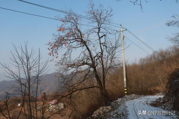 秦嶺二房山大灣裡，山路上隨處可見的的柿子樹，大多都沒有人採摘