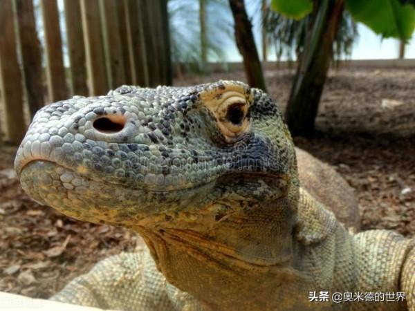 世界上速度最快的15種動物，獵豹是冠軍嗎？