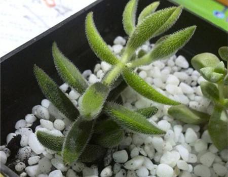 這3種多肉“不好養”，葉片沾水容易腐爛，記住1點葉片肥厚