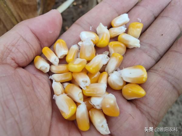 這個兩高雙抗玉米新品種，最高畝產達2500斤，適合哪裡種植