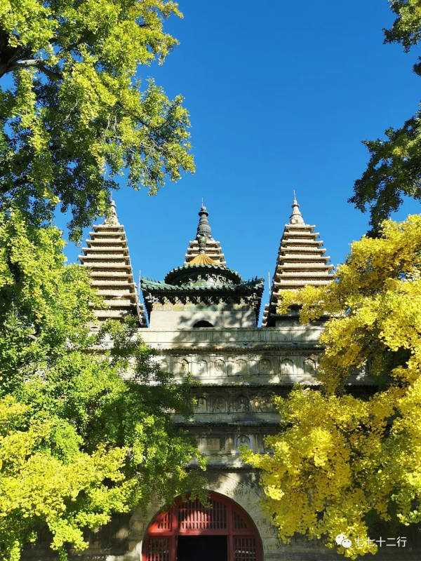 北京金秋賞銀杏 | 五塔寺 北京金秋賞銀杏 | 五塔寺
