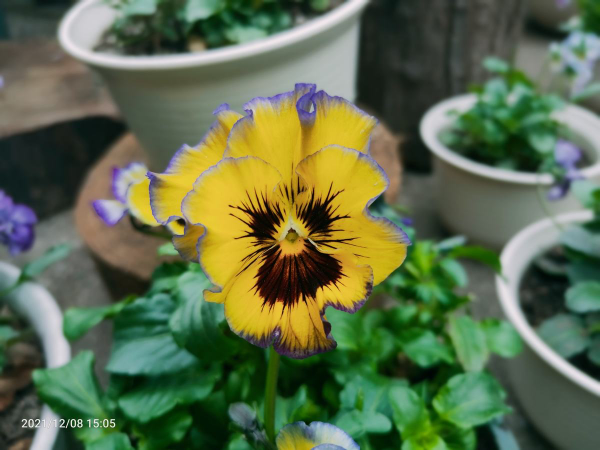 冬天也能養的耐寒草花，陽臺上擺幾盆，輕鬆變成小花園
