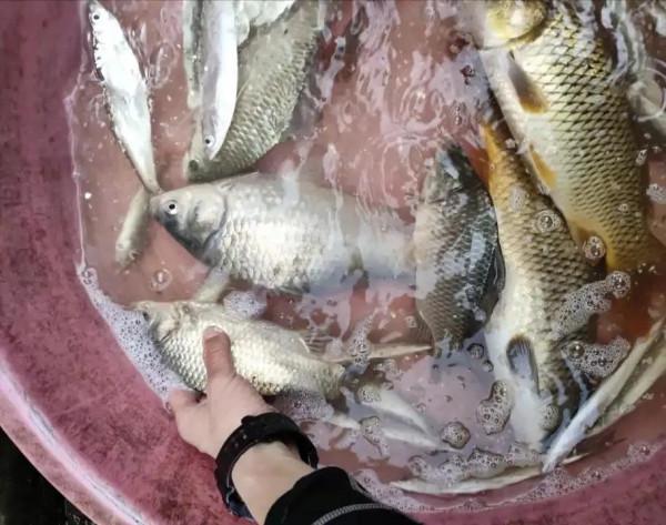 釣魚人該樂了！全能型冷空氣將橫掃我國，又是板鯽“爆護”時