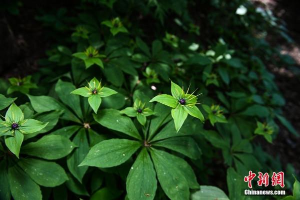 萬物共榮 華夏之美 萬物共榮 華夏之美