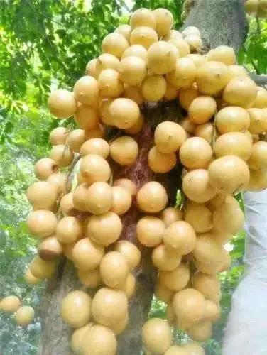 奇花異果有限公司年會（近百位奇花異果參加了本次年會）