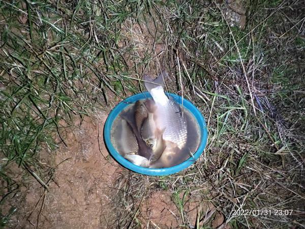 陪伴魚兒看煙花，期待新年的鐘聲