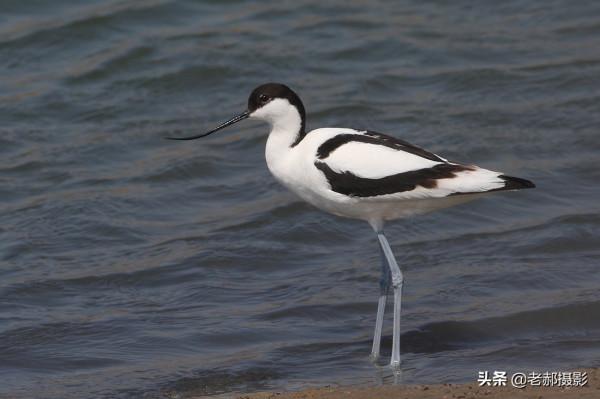 見過向上彎曲的鳥兒嘴嗎？