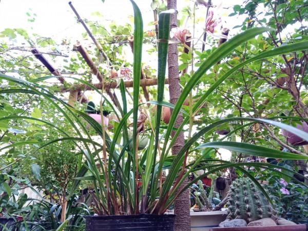 #陽臺小花園#又添新品種