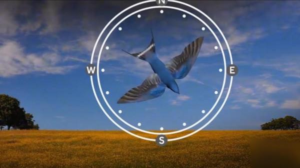 燕子每年都去南方過冬，“南方”究竟是哪？可能很多人都理解錯了