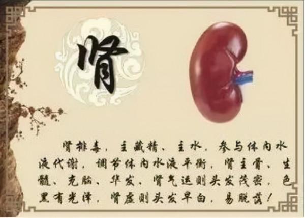 腎好不好一泡尿就能知曉？尿液常有幾種變化，需給腎做檢查