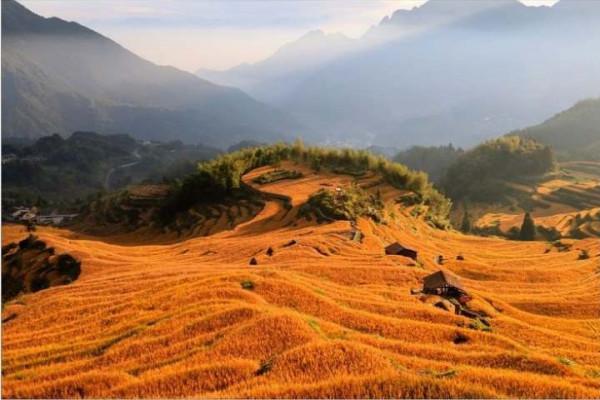 稻花香裡說豐年!稻穀飄香的秋日你記錄了嗎? 稻花香裡說豐年!稻穀飄香的秋日你記錄了嗎?