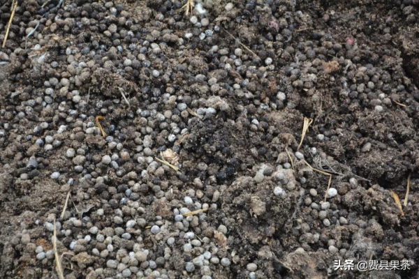 果樹爛根死樹的原因分析及應對措施