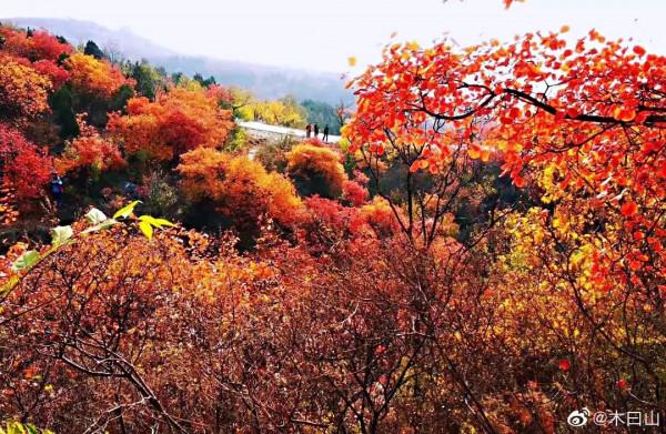 京郊藏了一條絕美國道，承包了京城最美秋色，秋意正濃，如詩如畫