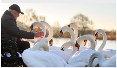 土耳其老爺爺和天鵝有了一段長達37年的友情，天鵝也懂得感恩
