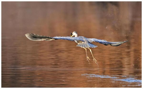 房山牛口峪水庫拍蒼鷺（一）