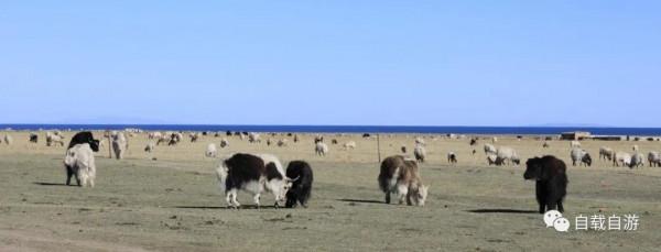 青海系列遊記:中國唯一以湖泊為名的省,青海湖到底有多迷人? 青海系列遊記:中國唯一以湖泊為名的省,青海湖到底有多迷人?