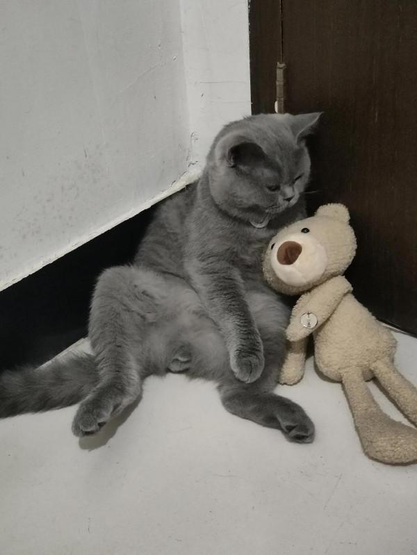 我有一隻很奇特的貓 我有一隻很奇特的貓