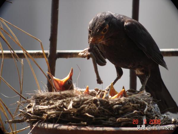 陽臺上的“鳥類鄰居”：烏鶇相中了花盆來築巢｜鄰里生物多樣性