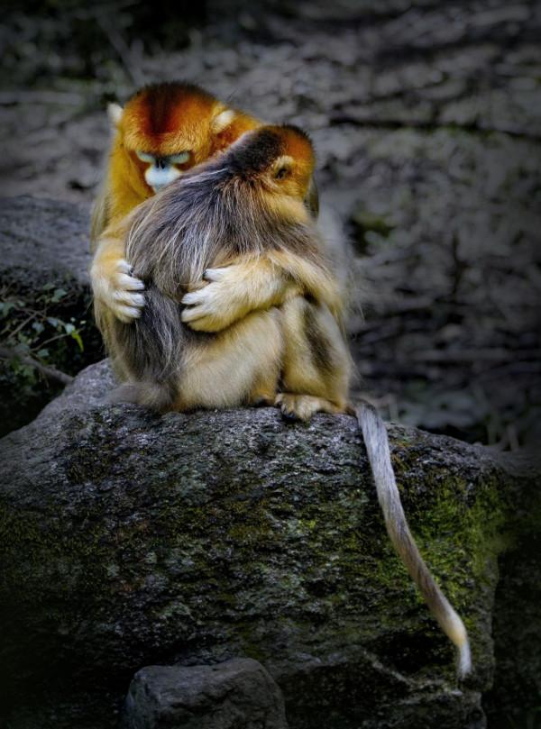 今天是國際珍稀動物保護日，快來認識一下這些小可愛