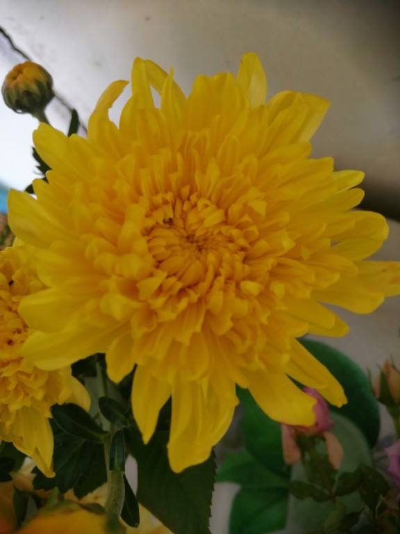 秋天常見的60種花，最全花卉圖譜，收藏起來慢慢看