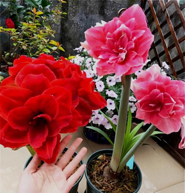 5種漂亮的花，要用“小盆”養，否則會影響生長和開花，別忽視