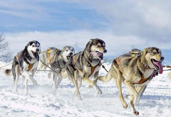 零下71℃！堪稱北半球&quot;寒極&quot;的奧伊米亞康，人們是如何生活的？