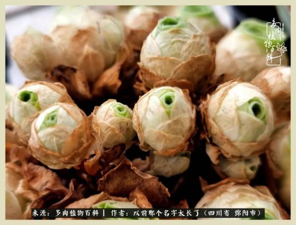 我只在乎你!以愛之名種下玫瑰一片 我只在乎你!以愛之名種下玫瑰一片