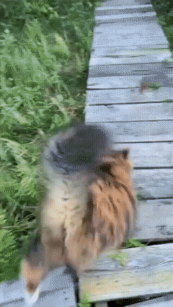 90個神奇照片，剛出生的小刺蝟，大白鯊的驚人尺寸，水上麻將桌椅