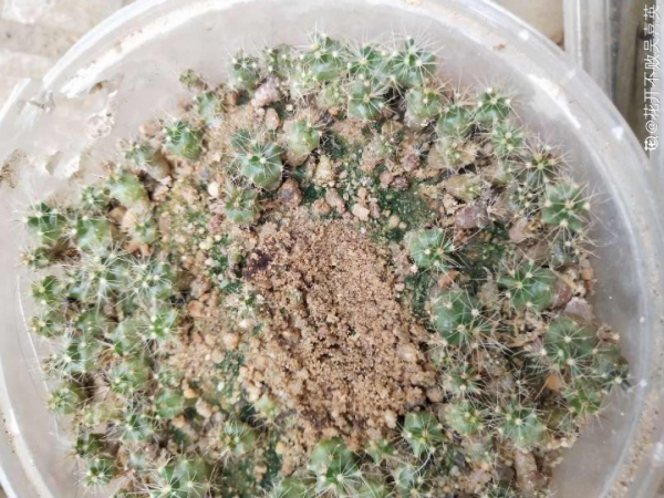 50種花春天播種，長滿小院子，能開一整年