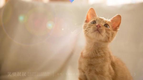 人生修行,從養一隻貓開始吧 人生修行,從養一隻貓開始吧