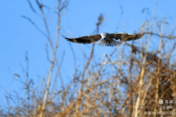 俊美空中小霸主“黑翅鳶”