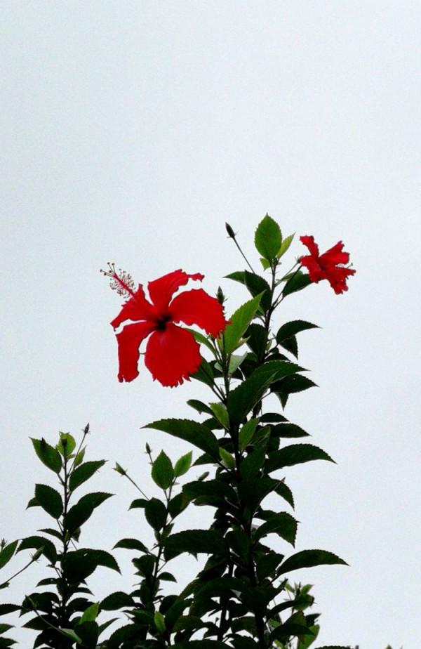 北海散記之花卉篇（下）