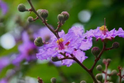 分享——紫薇花