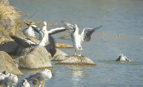 安徽的冬日“南飛候鳥”