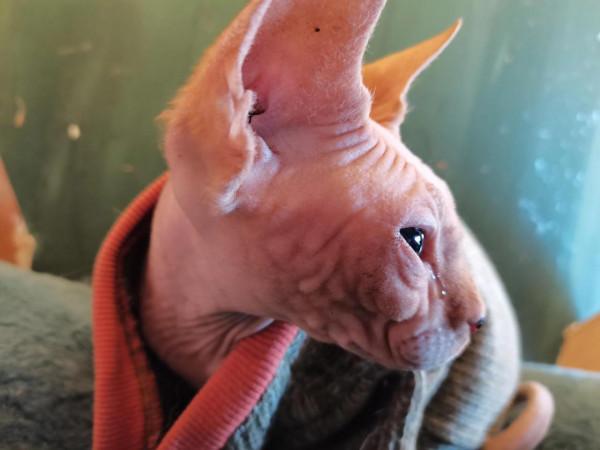 忠犬救主的歡歡