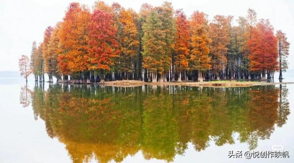 浙江紅杉林景點