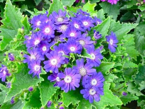 多姿多彩瓜葉菊