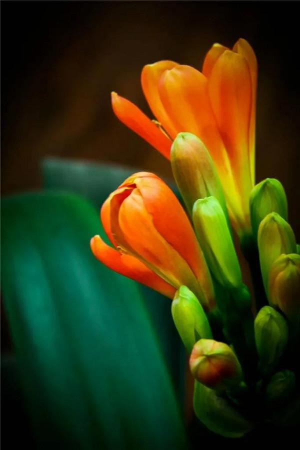 分享圖片：醉美君子蘭