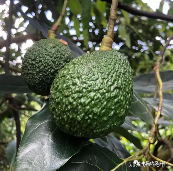 網友評選出“最難吃的水果”，你吃過幾種？
