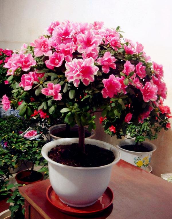 8種&OpenCurlyDoubleQuote;矯情&rdquo;年宵花，幹不得，澆不得，十有八九養不好